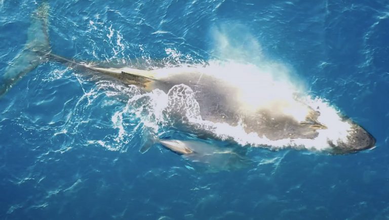 Voyagers of Hawaii