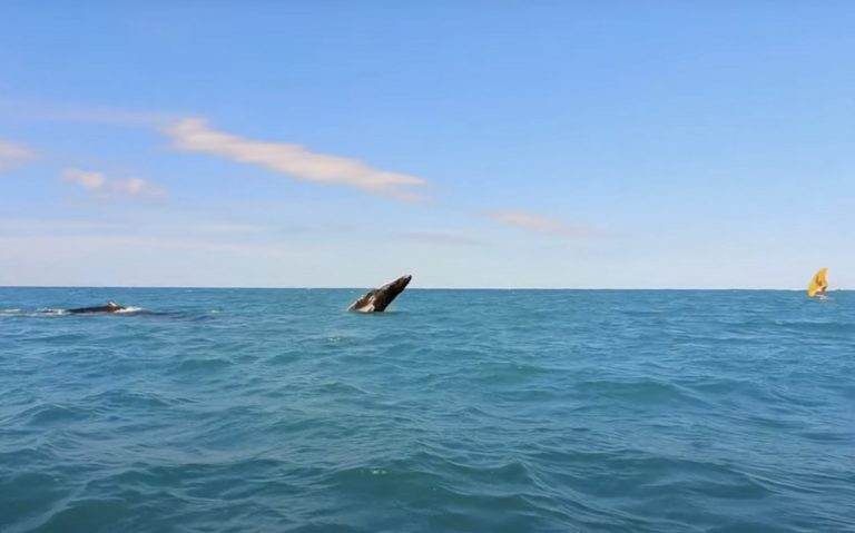 Light wind Winging with whales and turtles in Maui