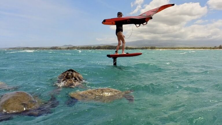 Wings and turtles at Kanaha Beach, Maui