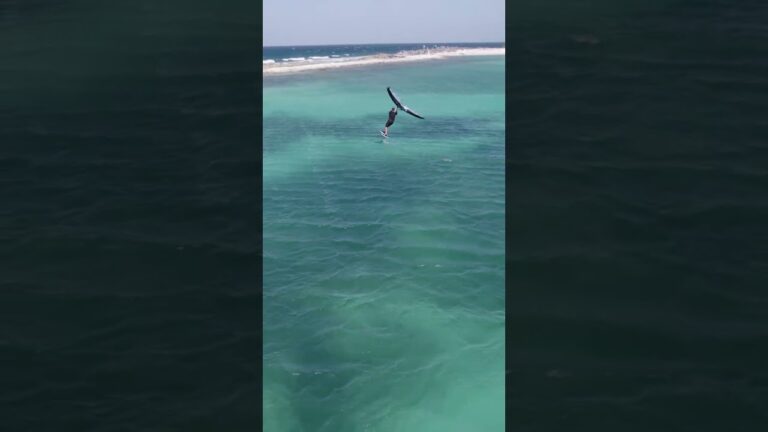 Soaring High in Los Roques: Halo Wingfoil Adventure